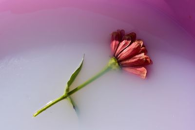 Close-up of pink flower over white background