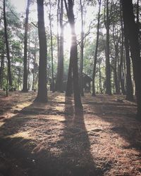 Trees in forest