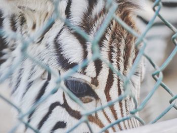 Close-up of zebra foal in cage