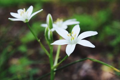 Close-up of white crocus blooming outdoors