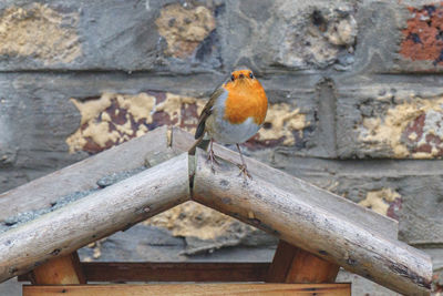 Close-up of bird perching on wood against wall