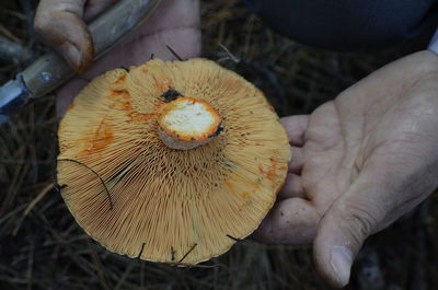 Close-up of hand holding mushroom