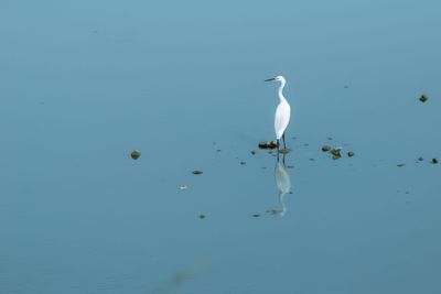 Rear view of heron standing in shallow water