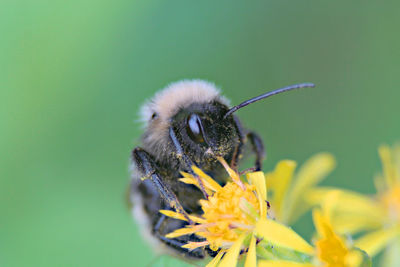 Close-up of bee pollinating on flower