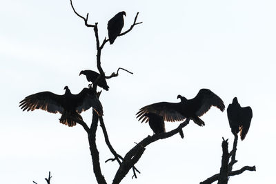 Low angle view of silhouette birds flying against clear sky