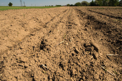 Scenic view of agricultural field
