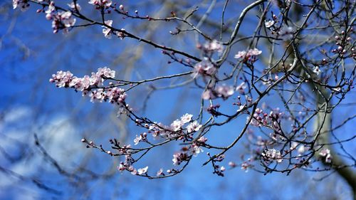 Low angle view of apple blossoms in spring