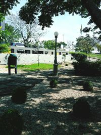 Shadow of tree on grass