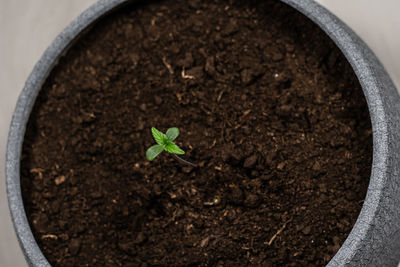 High angle view of potted plant