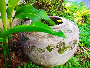 Close-up of potted plant in garden