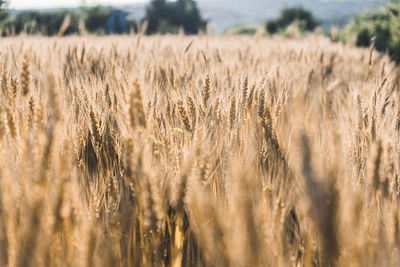 Close-up of stalks in field