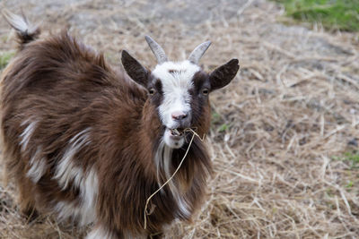 Portrait of an animal on field