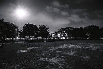 Palm trees at night