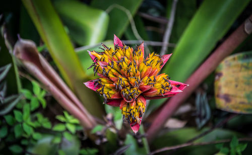 Close-up of yellow flower blooming outdoors