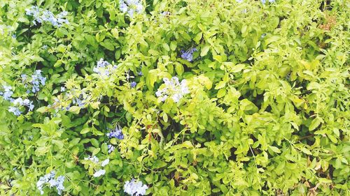 Full frame shot of plants