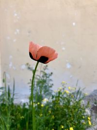 Close-up of red lotus water lily