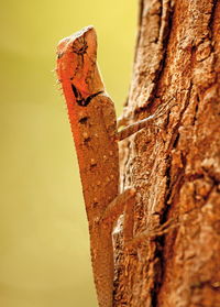 Close-up of lizard on tree trunk