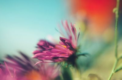 Close-up of pink flowering plant against sky