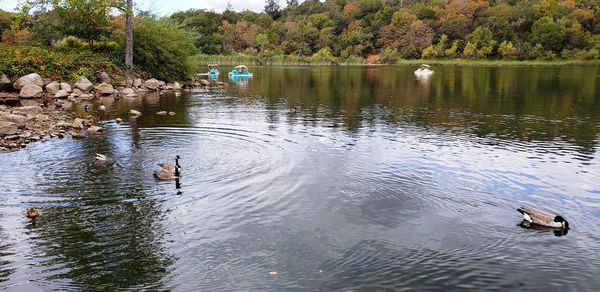 View of ducks swimming in lake