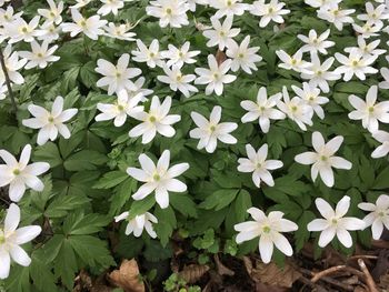 Close-up of white flowering plants