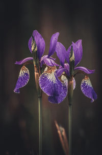 Close-up of purple flowering plant