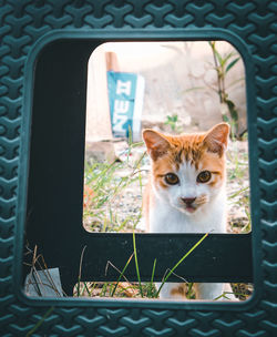 Portrait of cat seen through window