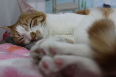 Close-up of cat sleeping on bed