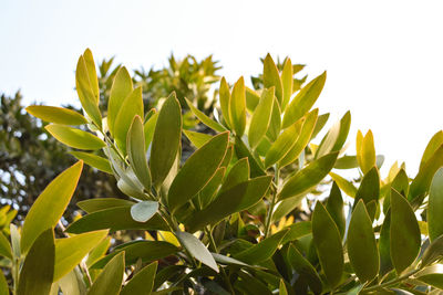 Close-up of fresh green plants on field against clear sky