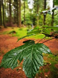 Close-up of wet leaves on tree in forest