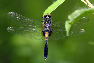 Close-up of insect on leaf