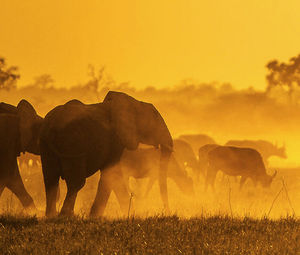 View of elephant on landscape against sunset sky