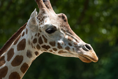 Close-up of giraffe