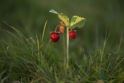 Close-up of red berries on plant in field