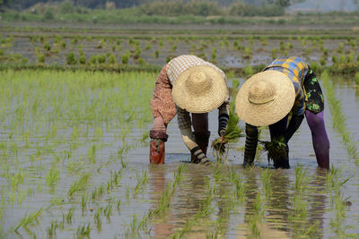 Farmers wearing hats working on agricultural field