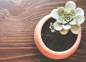 High angle view of potted plant on table