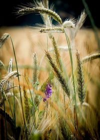 Close-up of wheat growing on field