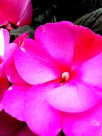 Close-up of pink flower