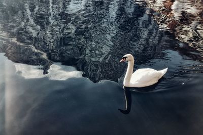 Swan swimming in lake