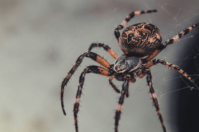 Close-up of spider