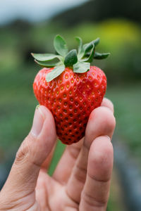 Close-up of hand holding strawberries