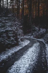 Road amidst trees in forest