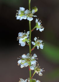Close-up of white flowering plant