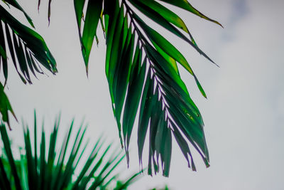 Close-up of palm leaves