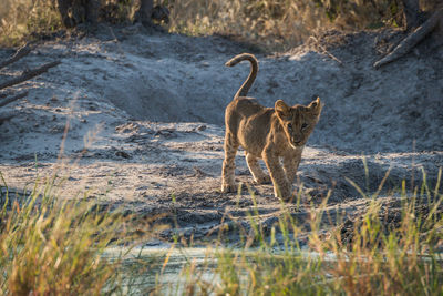 Cub walking on field during sunny day