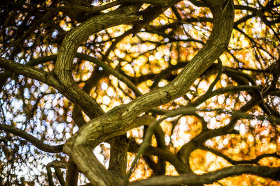 Low angle view of tree in forest