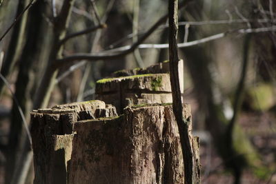 Close-up of lizard on tree