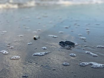 High angle view of crab on wet sand