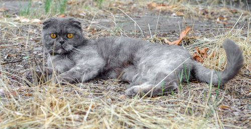 Close-up of cat on field