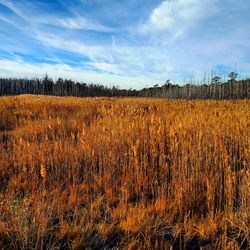 Scenic view of field against sky