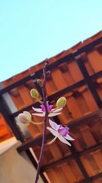 Low angle view of flowers against built structure